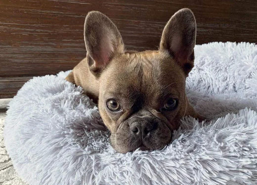 What Are Orthopedic Dog Beds Made Of?