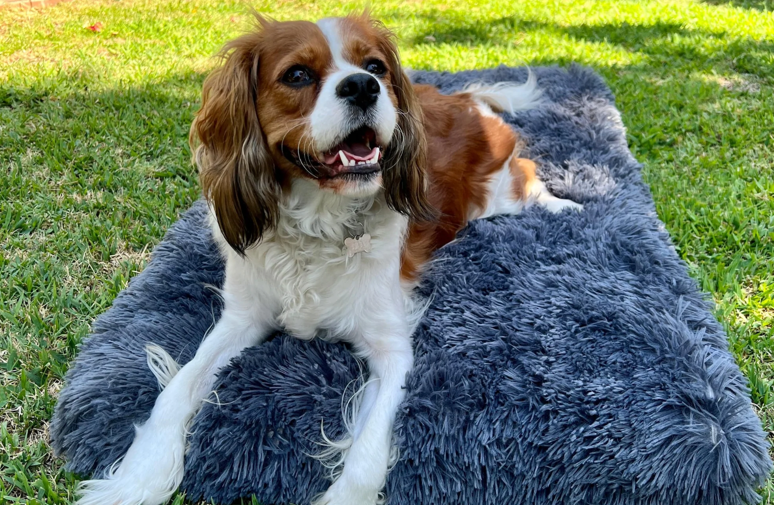 Best dog beds for outlet cavalier king charles spaniels