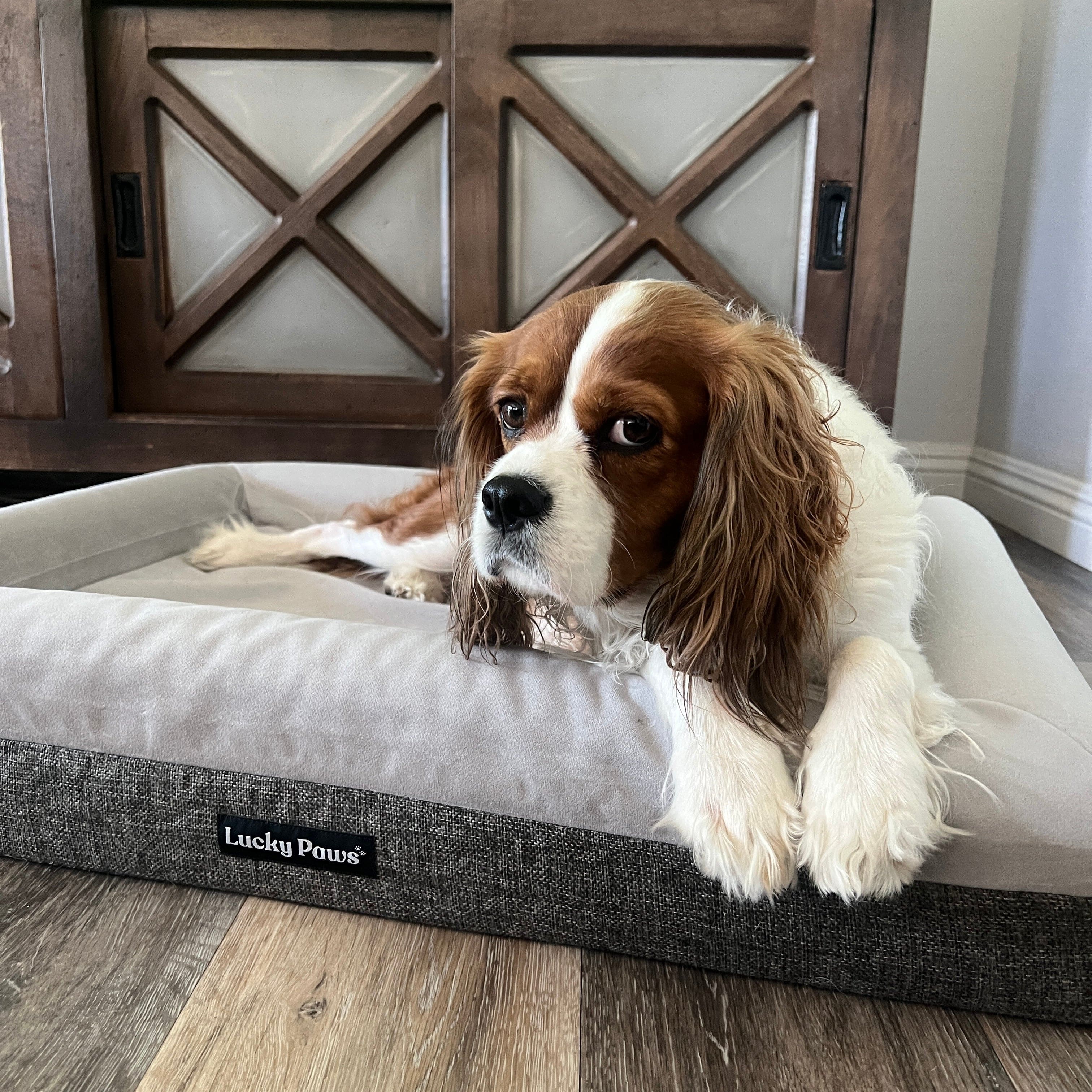 Orthopedic Memory Foam Dog Bed - Lucky Paws Durable Removable Cover