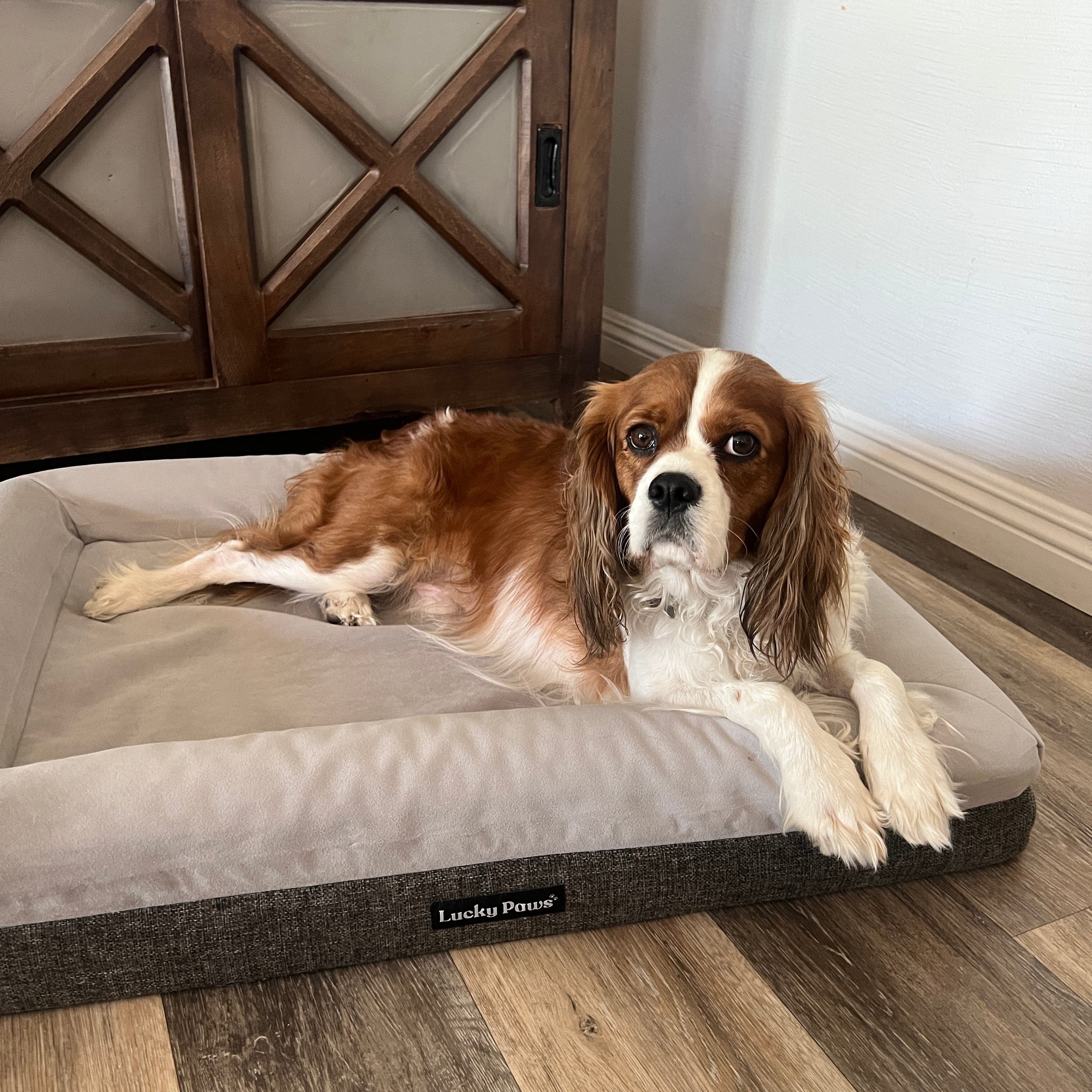 Orthopedic Memory Foam Dog Bed - Lucky Paws Durable Removable Cover