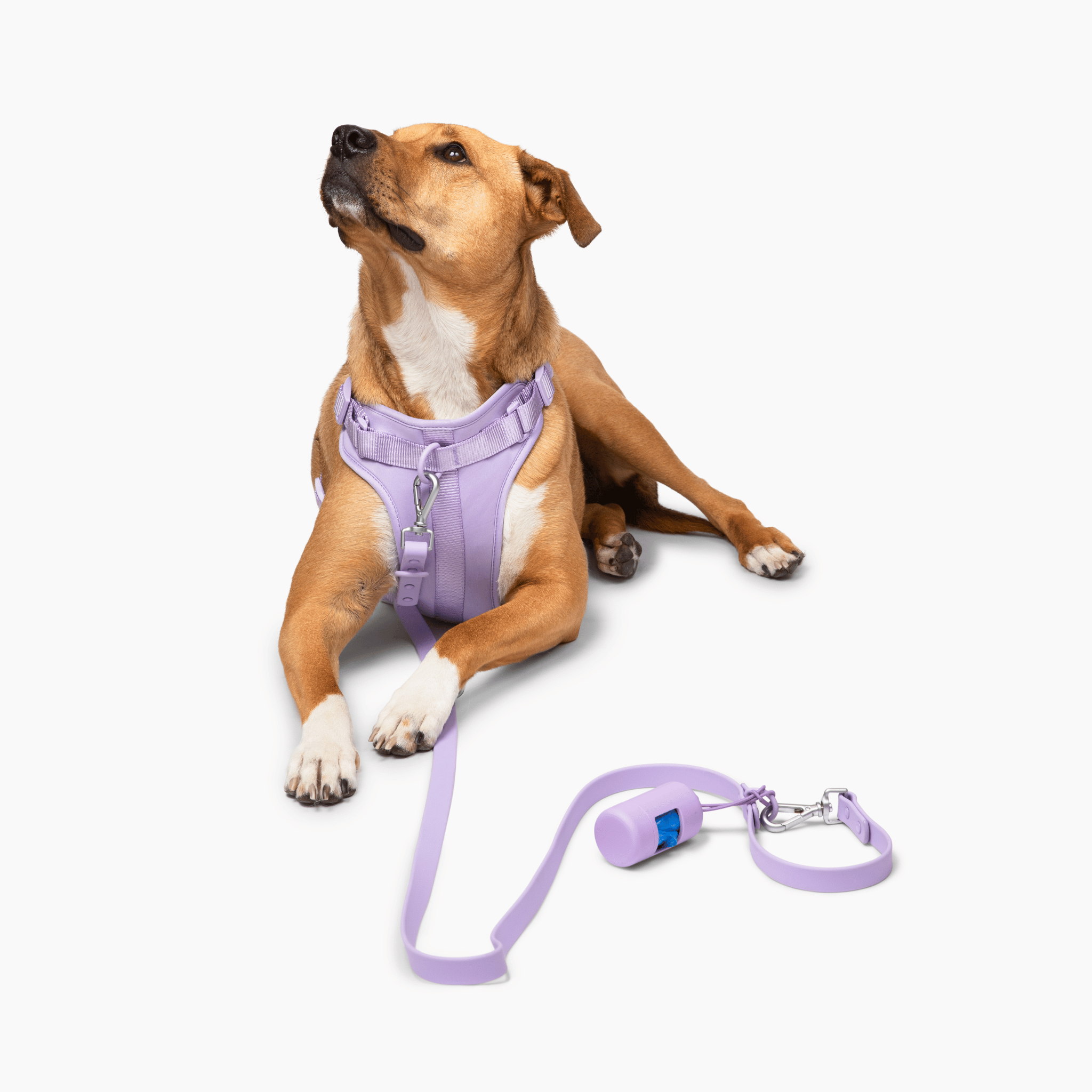 Lucky Paws - Leash