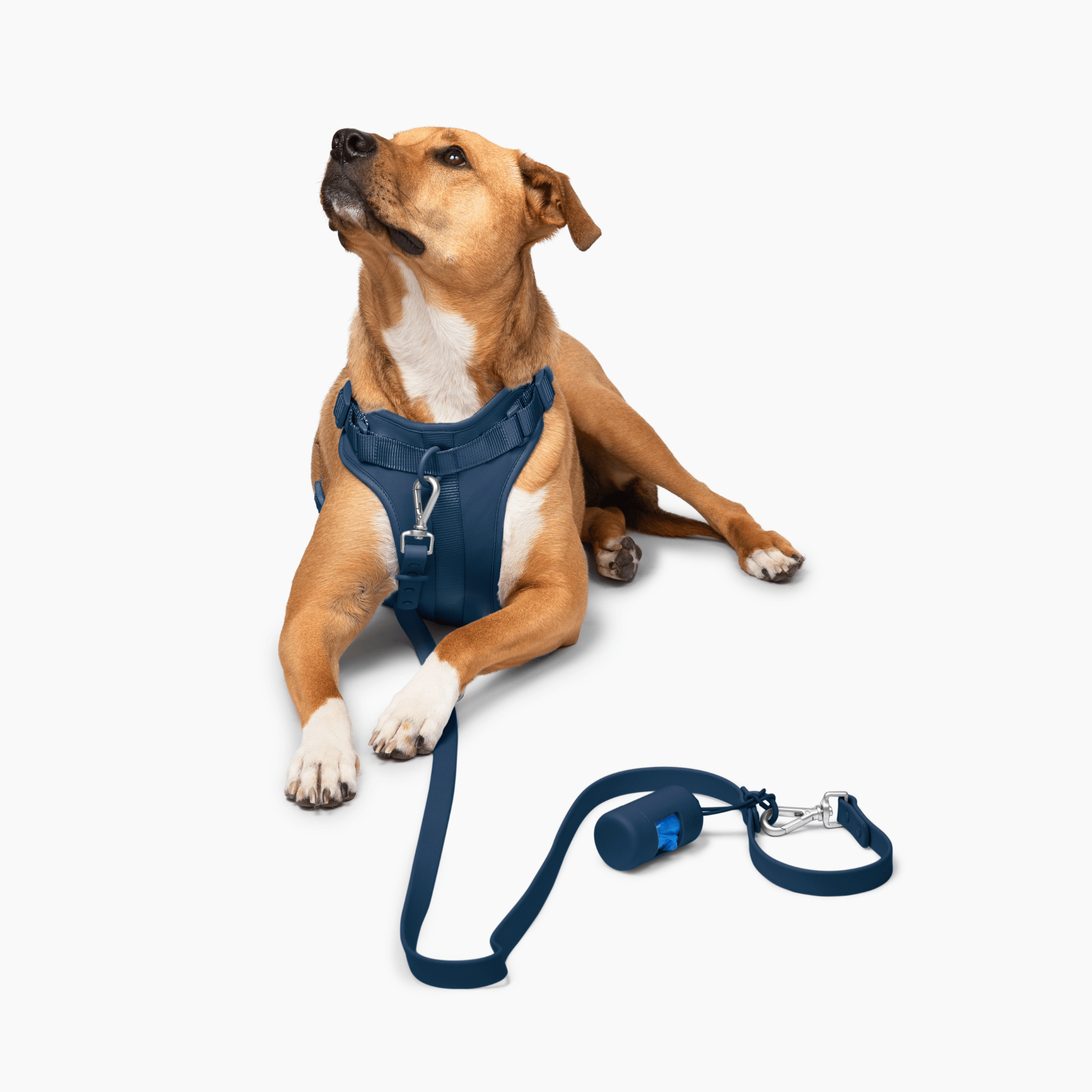Lucky Paws - Leash