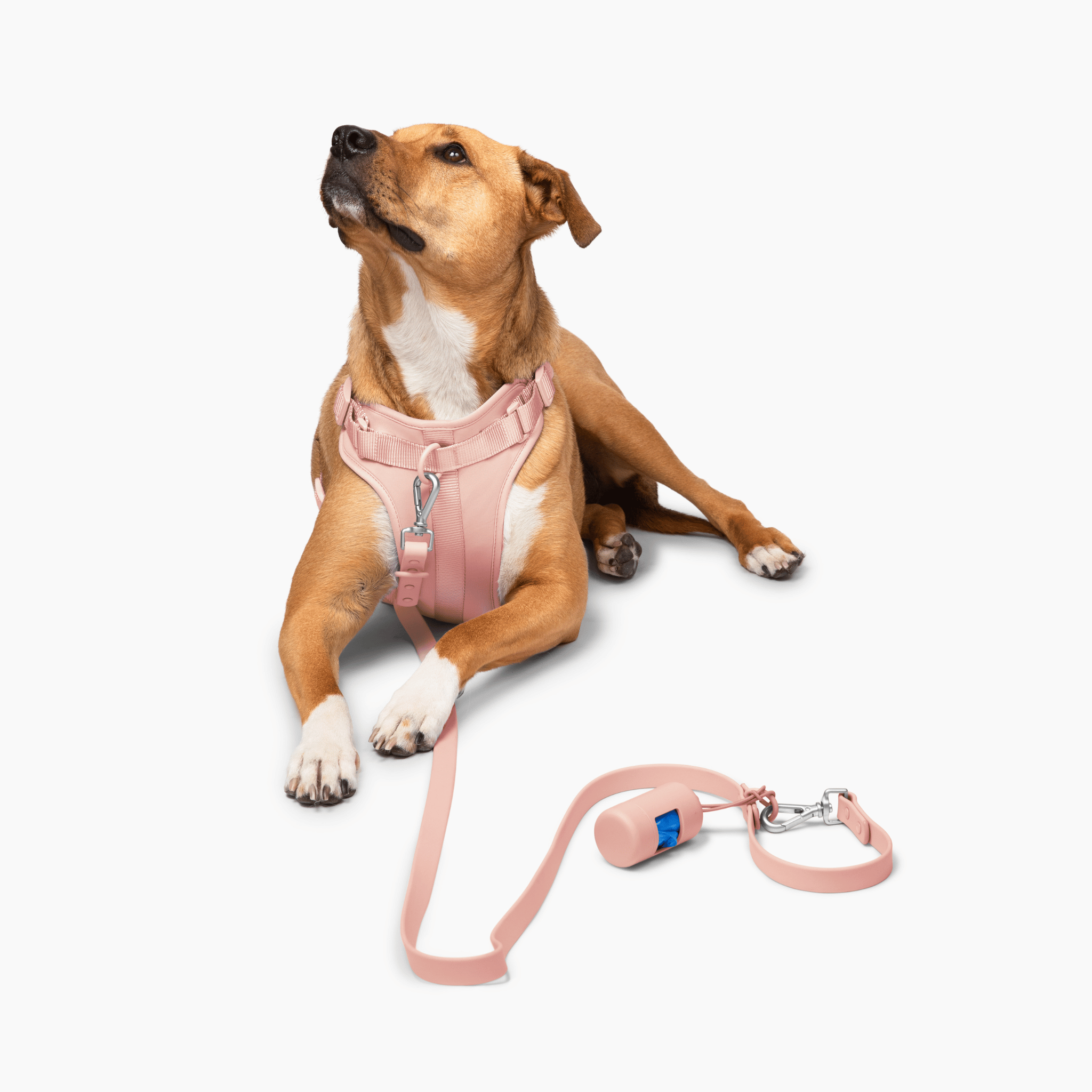 Lucky Paws - Leash