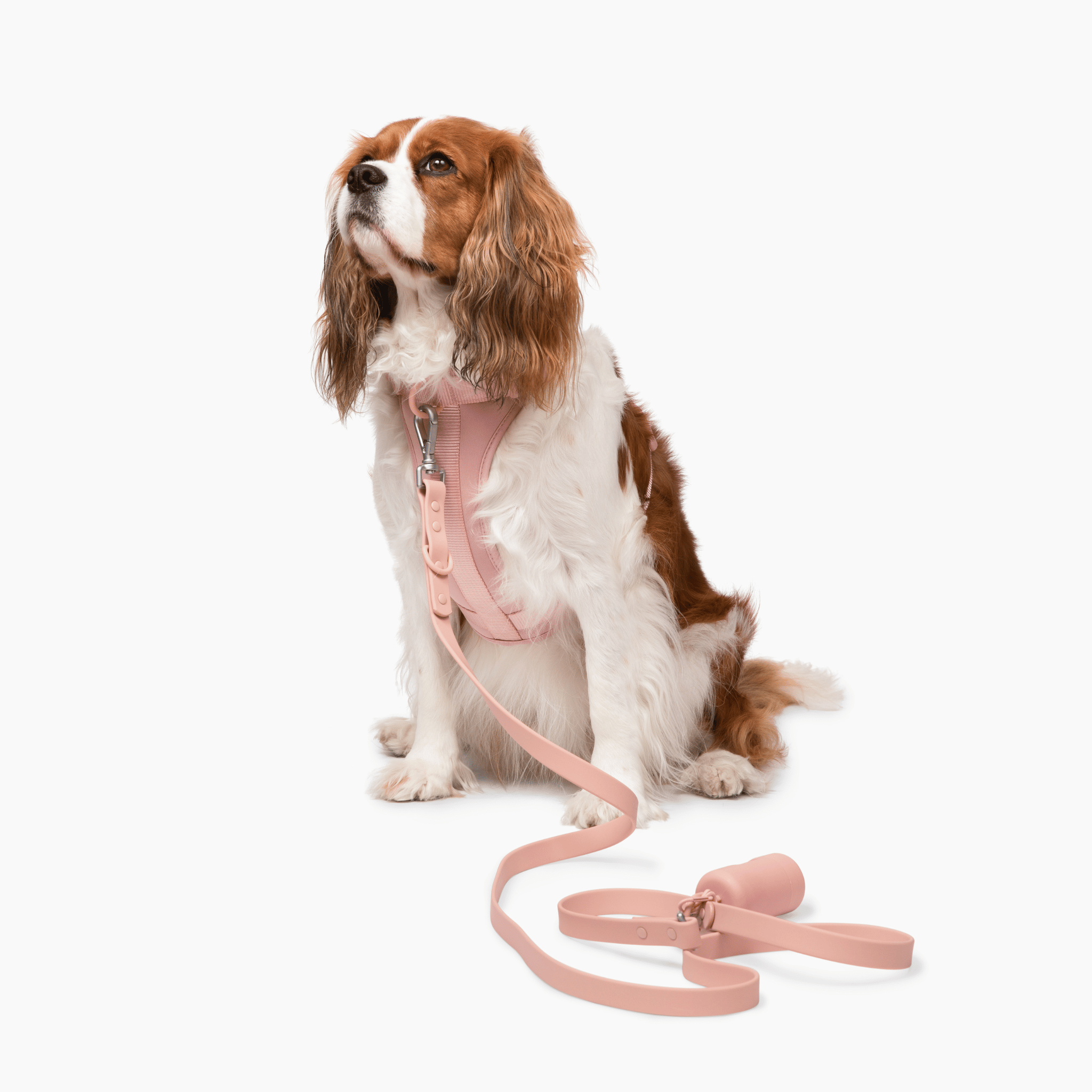 Lucky Paws - Leash