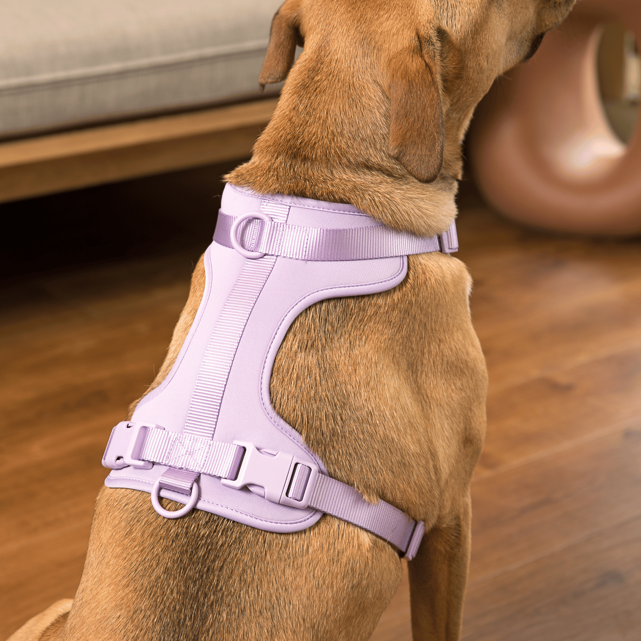 Comfort Dog Harness Easy Walk Stylish Dog Harness Wild One Walk Set