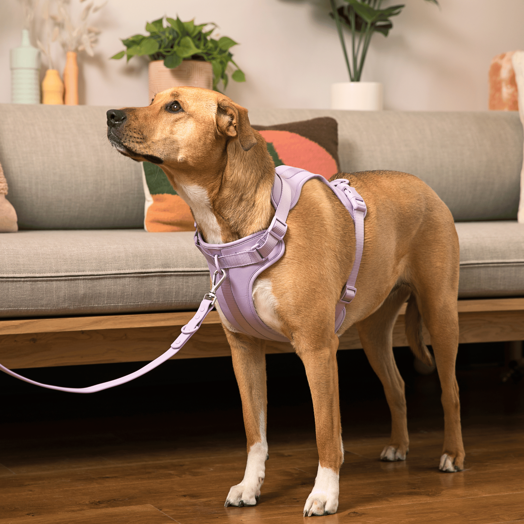 Comfort Dog Harness Easy Walk Stylish Dog Harness Wild One Walk Set