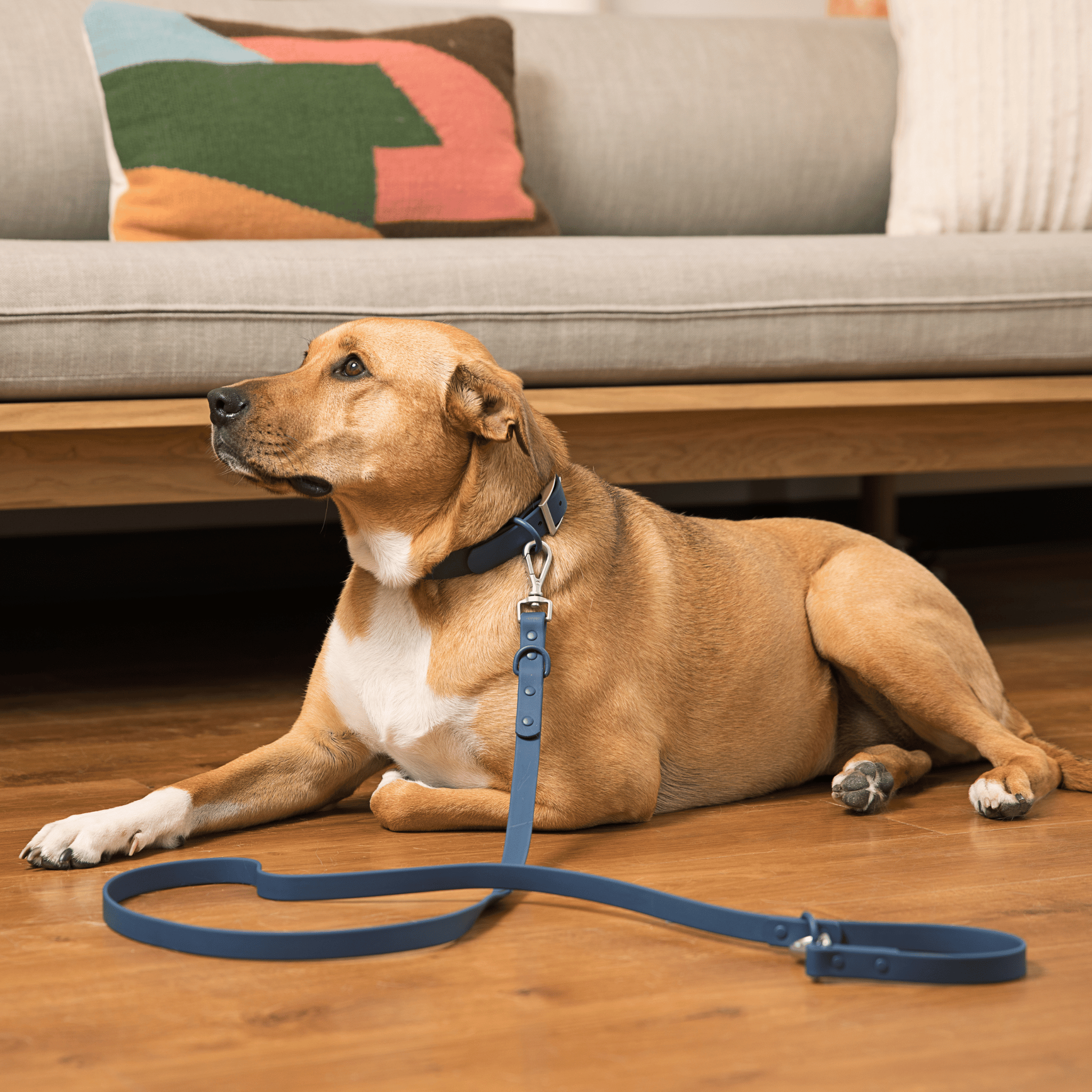 Lucky Paws - Leash