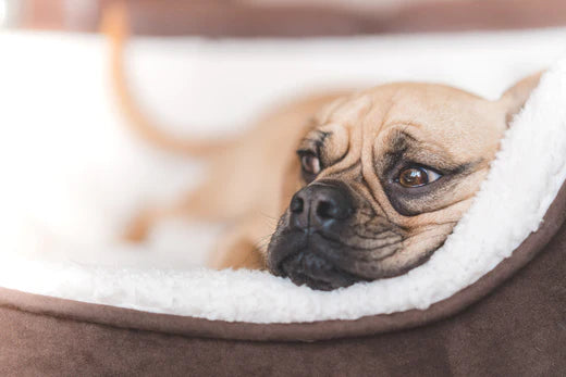 How Many Dog Beds Should a Dog Have?