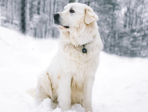 How to Keep Your Dogs Warm in the Winter: Tips & Tricks