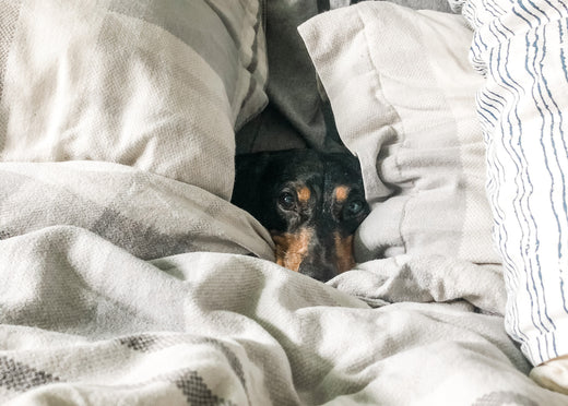 Should I Let My Dog Sleep in Bed With Me? Here’s What Experts Think…