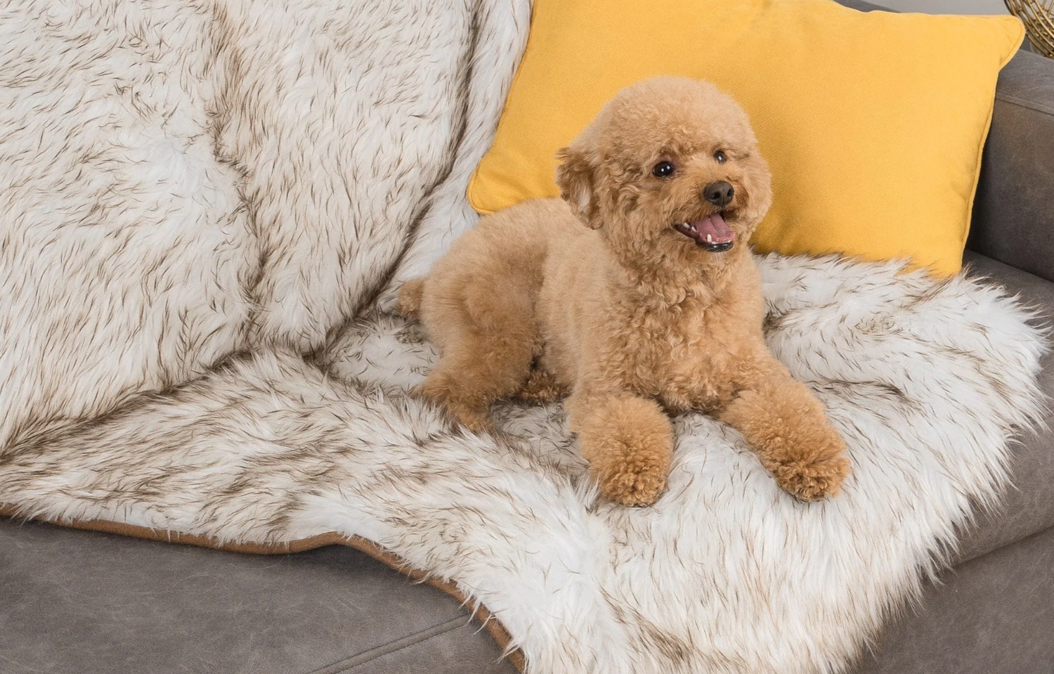 Pet discount picture blanket