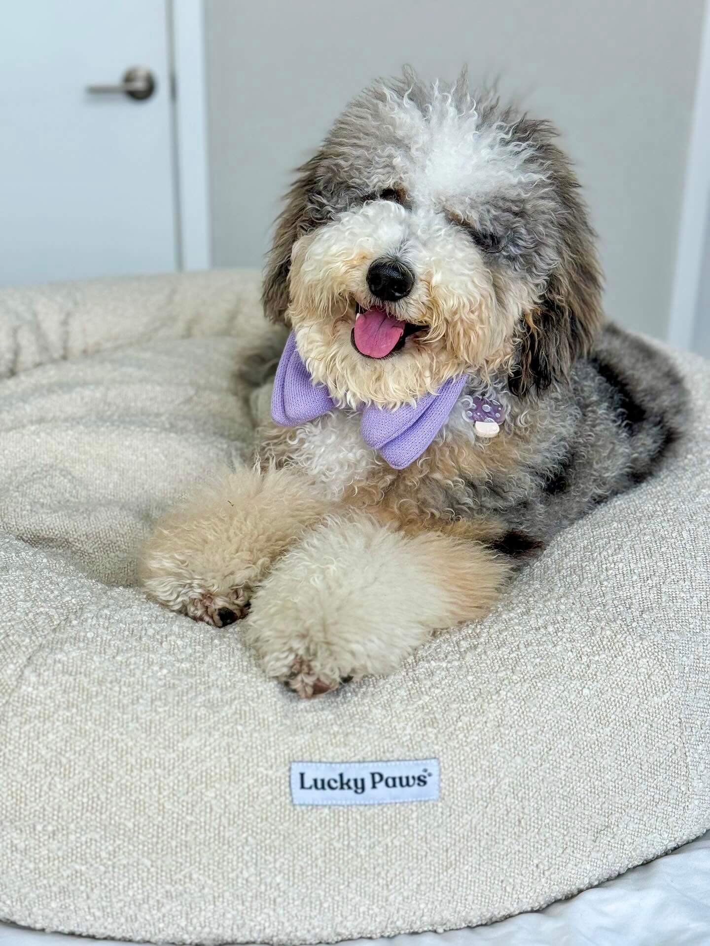 Luxury Bouclé Orthopedic Dog Bed Premium Bouclé Fabric Lucky Paws
