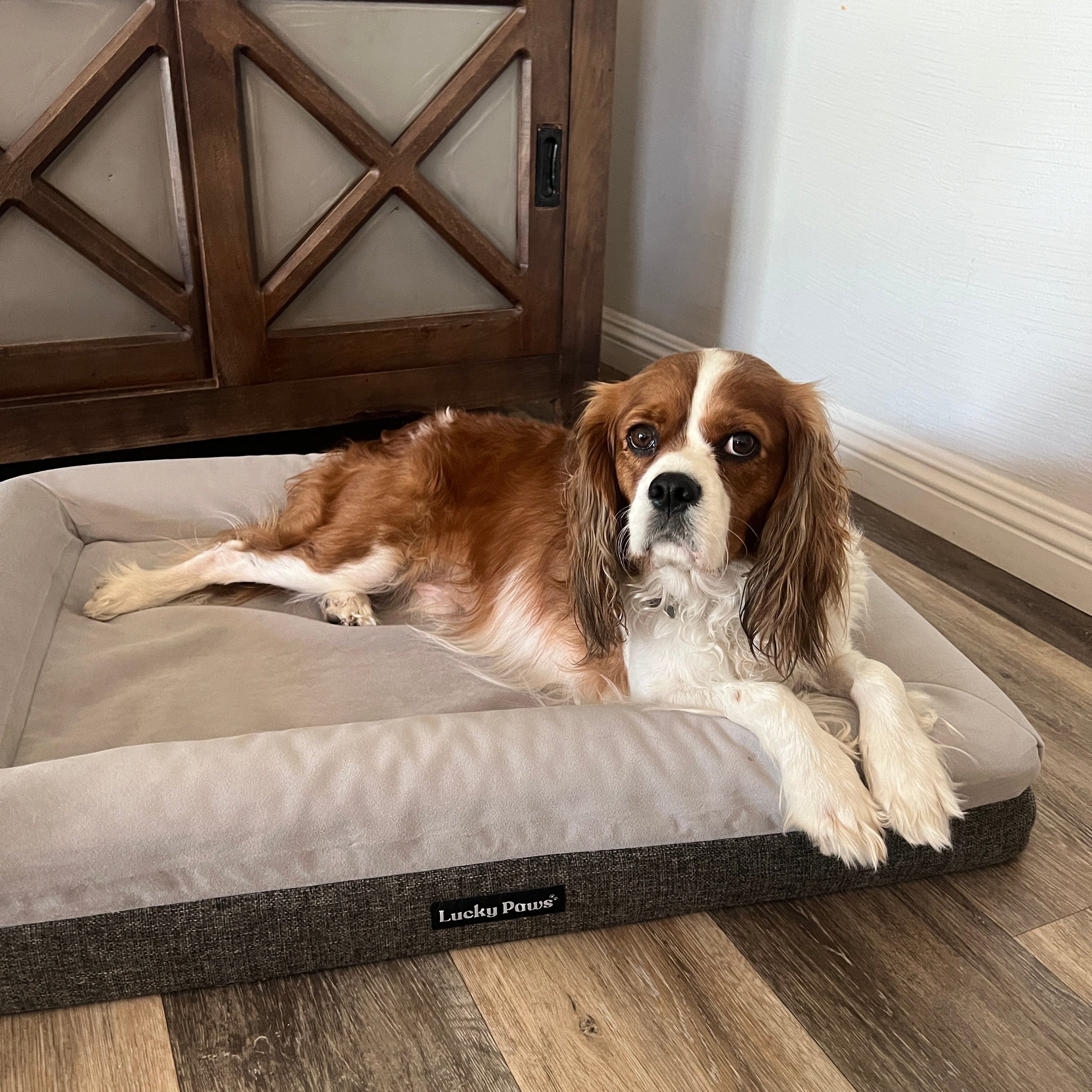 Orthopedic Memory Foam Dog Bed Lucky Paws Durable Removable Cover