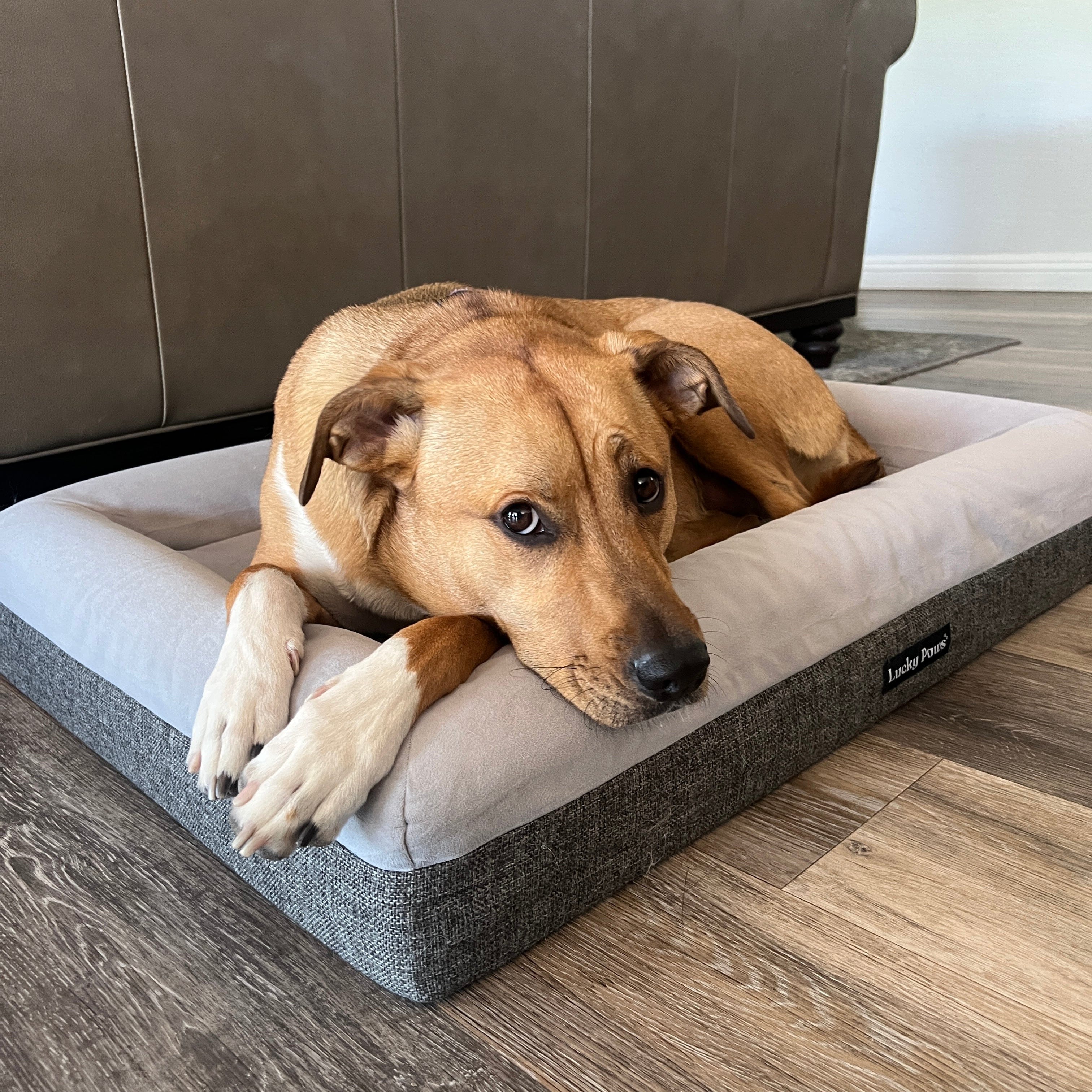 Orthopedic Memory Foam Dog Bed Casper Premium Therapeutic Dog Beds