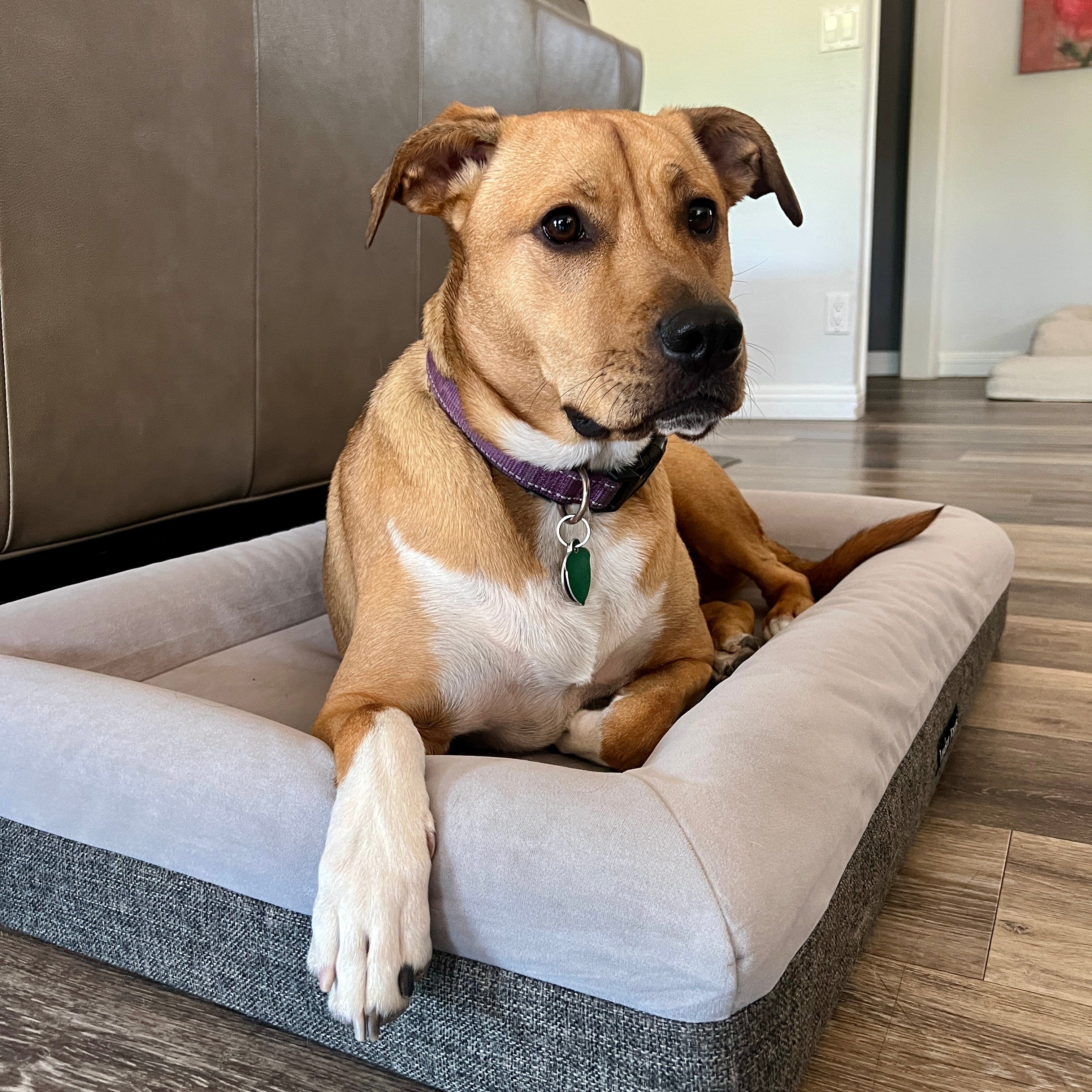 The casper outlet dog bed