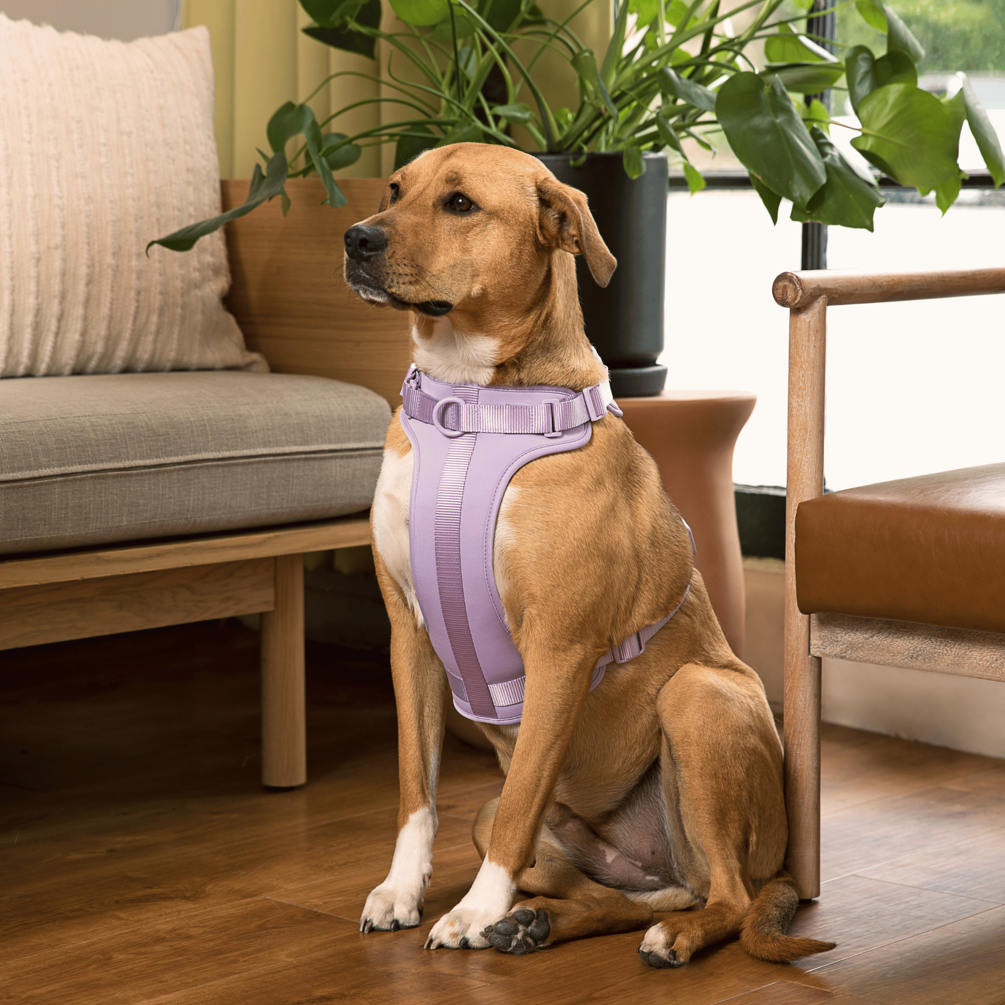 Comfort Dog Harness Easy Walk Stylish Dog Harness Wild One Walk Set