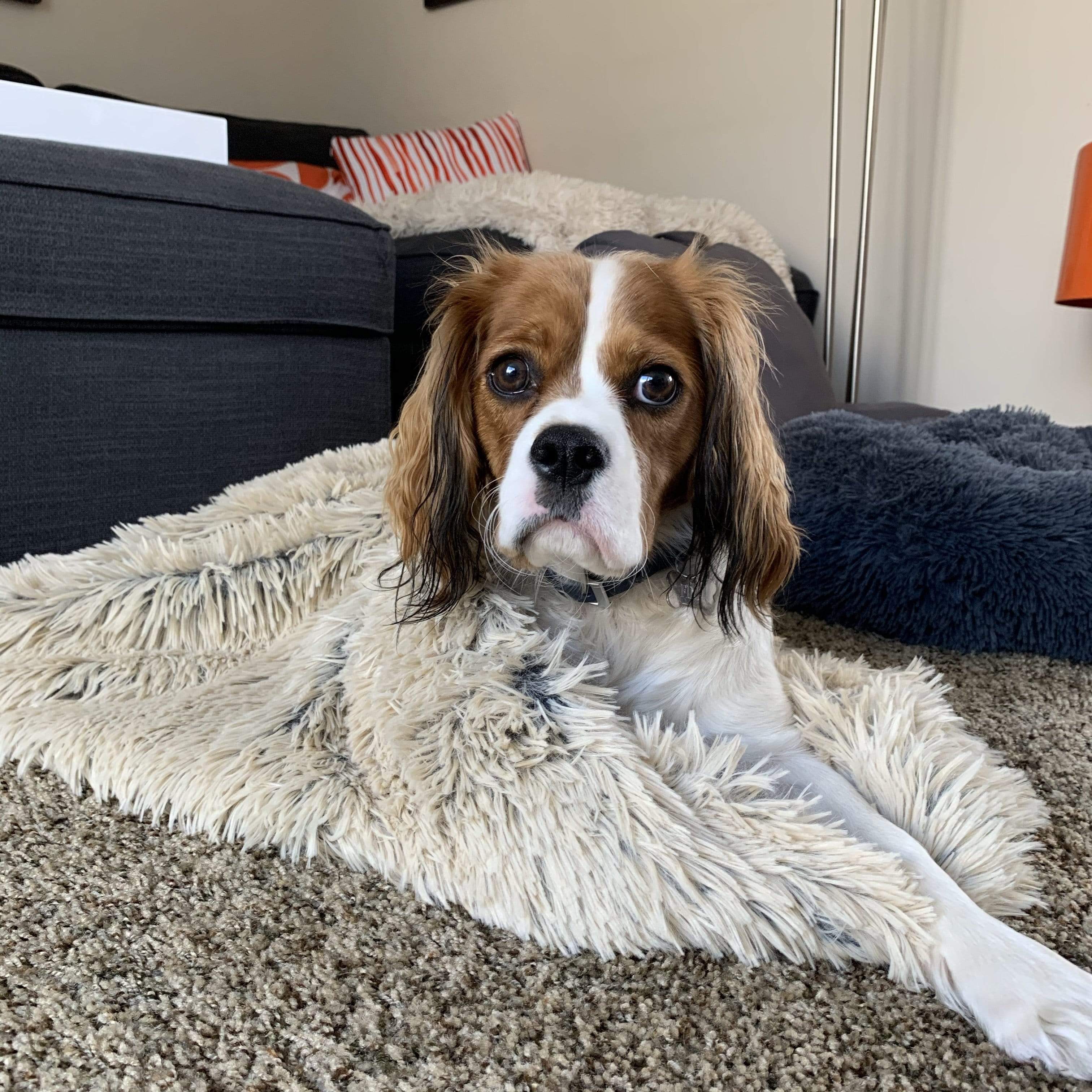 Calming blanket for discount dogs